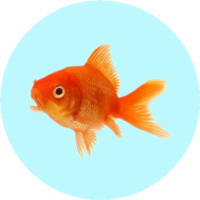 Goud(sesingel)vis
